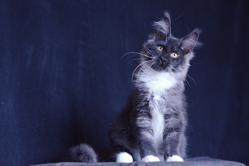 Ozon Akbars - Kitten maine-coon 3 months 2.5 weeks