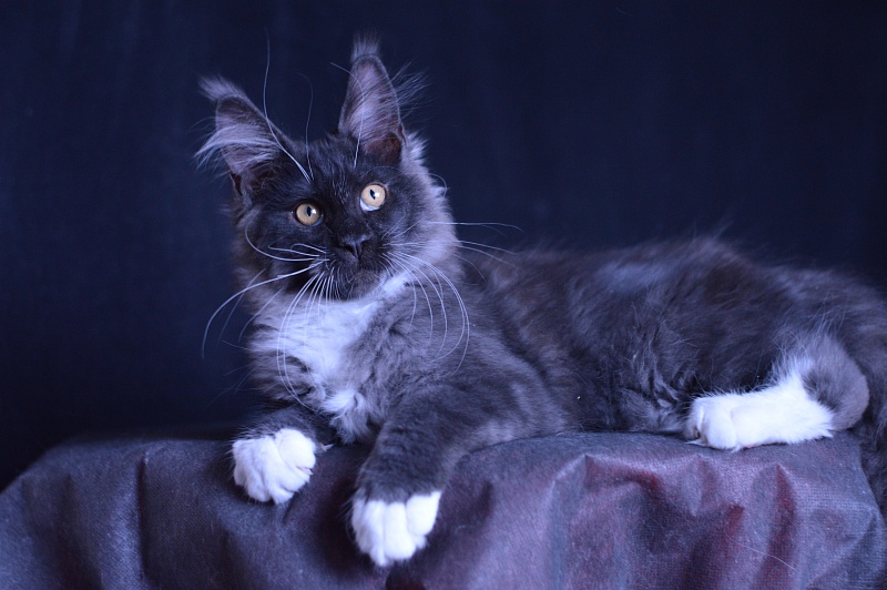 Ozon Akbars - Kitten maine-coon 3 months 2.5 weeks