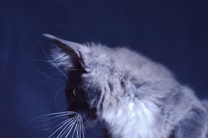 Ozon Akbars - Kitten maine-coon 3 months 2.5 weeks