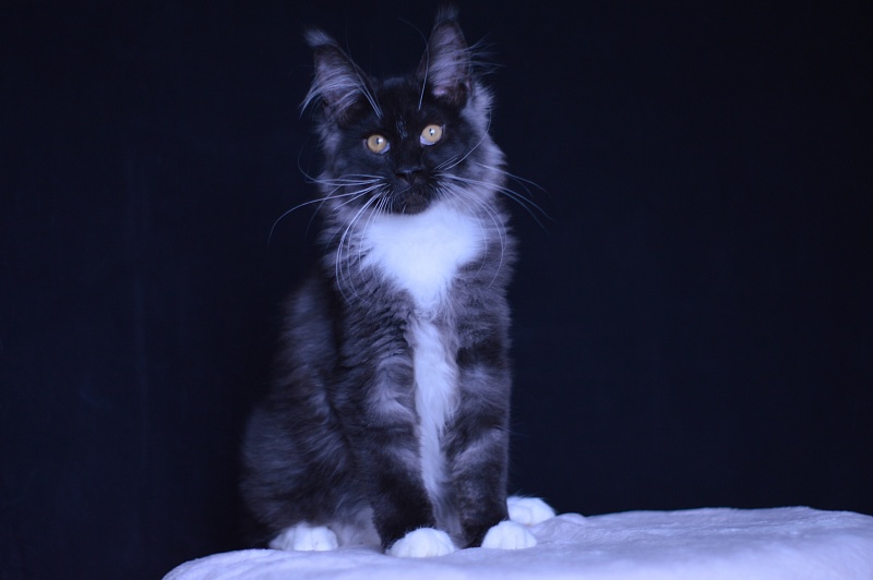 Ozon Akbars - Kitten maine-coon 3 months 3 weeks