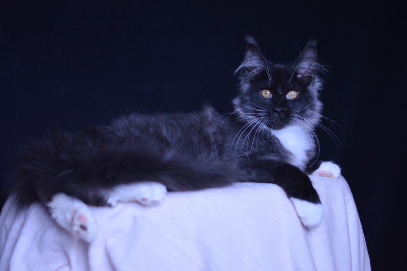 Ozon Akbars - Kitten maine-coon 3 months 3 weeks