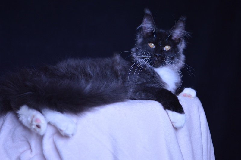 Ozon Akbars - Kitten maine-coon 3 months 3 weeks