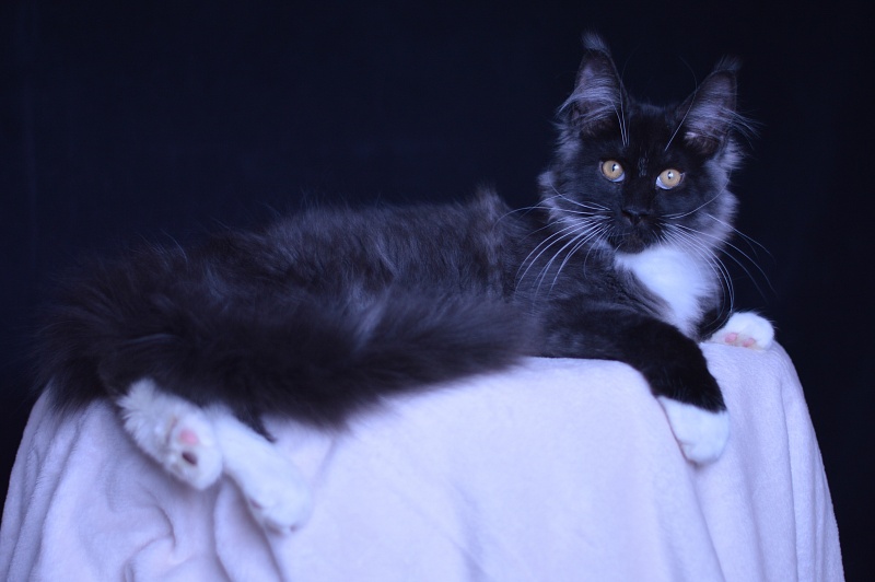 Ozon Akbars - Kitten maine-coon 3 months 3 weeks