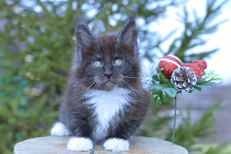 Ozon Akbars - Kitten maine-coon 1 month 4 weeks
