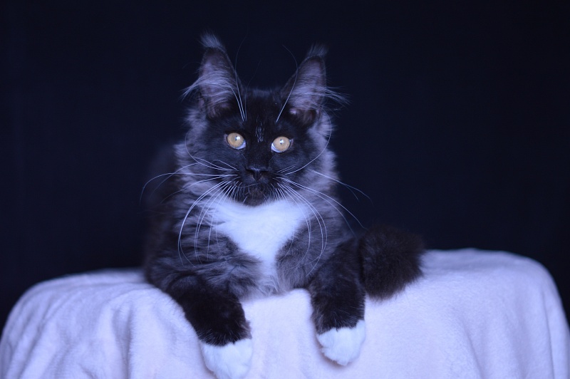 Ozon Akbars - Kitten maine-coon 3 months 3 weeks