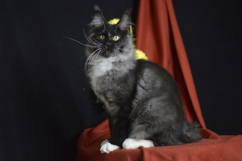 Ozon Akbars - Kitten maine-coon 4 months 1.5 week