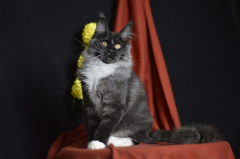 Ozon Akbars - Kitten maine-coon 4 months 1.5 week