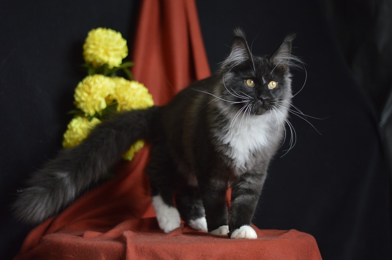 Ozon Akbars - Kitten maine-coon 4 months 1.5 week