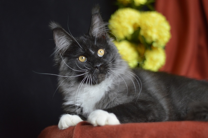 Ozon Akbars - Kitten maine-coon 4 months 1.5 week