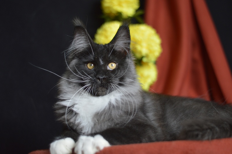 Ozon Akbars - Kitten maine-coon 4 months 1.5 week