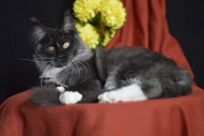 Ozon Akbars - Kitten maine-coon 4 months 1.5 week