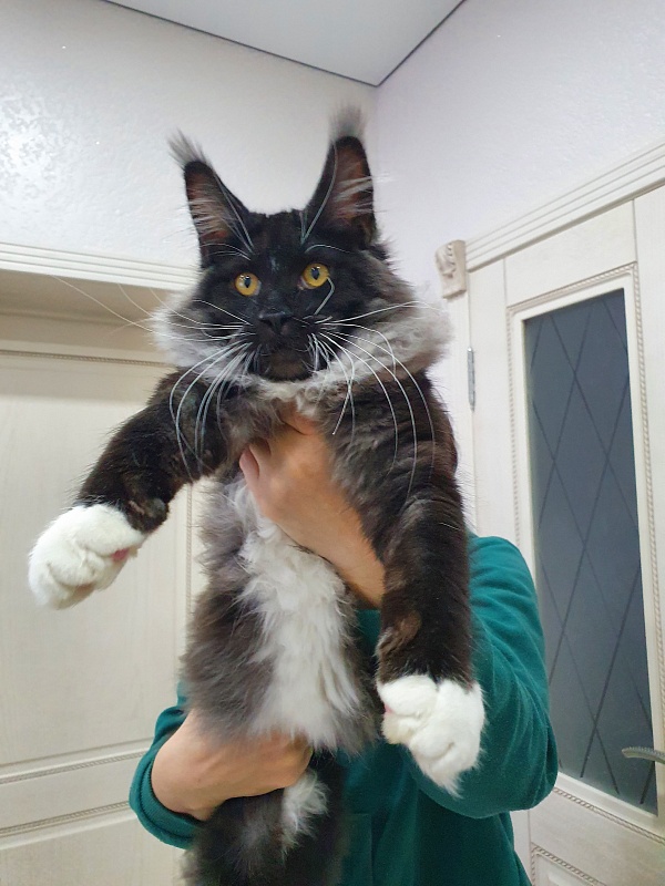 Ozon Akbars - Kitten maine-coon 5 months 2 weeks