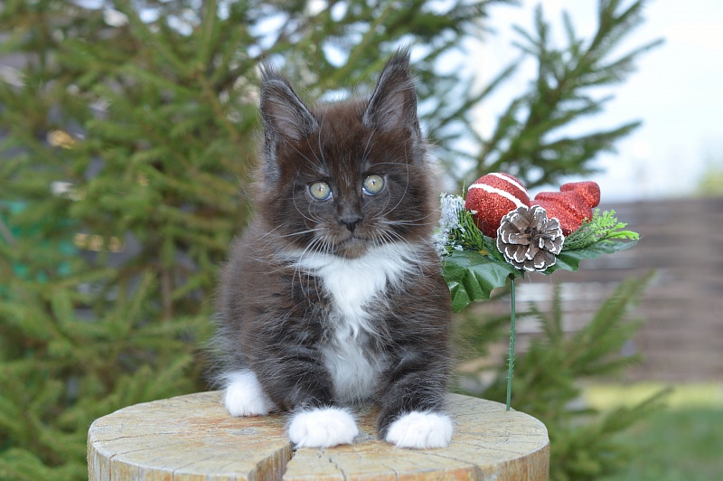 Ozon Akbars - Kitten maine-coon 1 month 4 weeks
