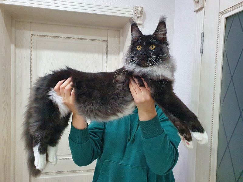 Ozon Akbars - Kitten maine-coon 5 months 2 weeks