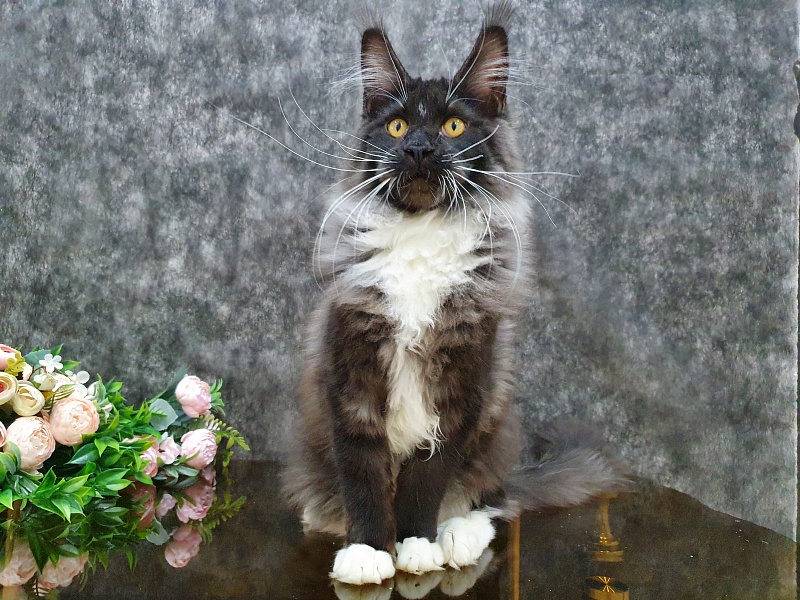 Ozon Akbars - Kitten maine-coon 5 months 2 weeks