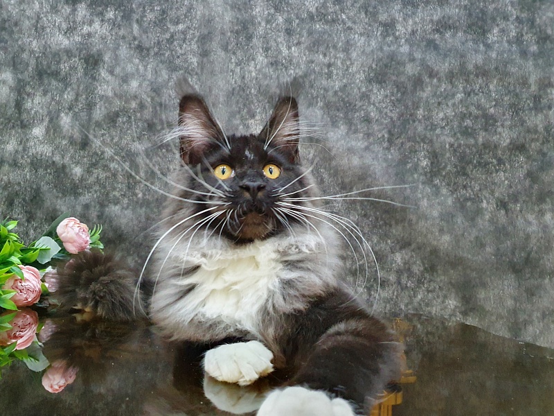 Ozon Akbars - Kitten maine-coon 5 months 2 weeks