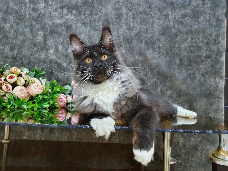 Ozon Akbars - Kitten maine-coon 5 months 2 weeks