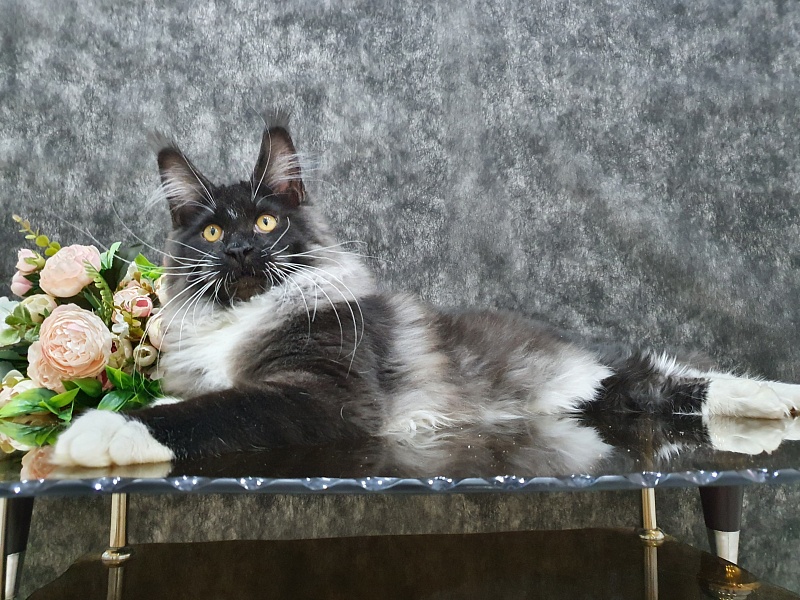 Ozon Akbars - Kitten maine-coon 5 months 2 weeks