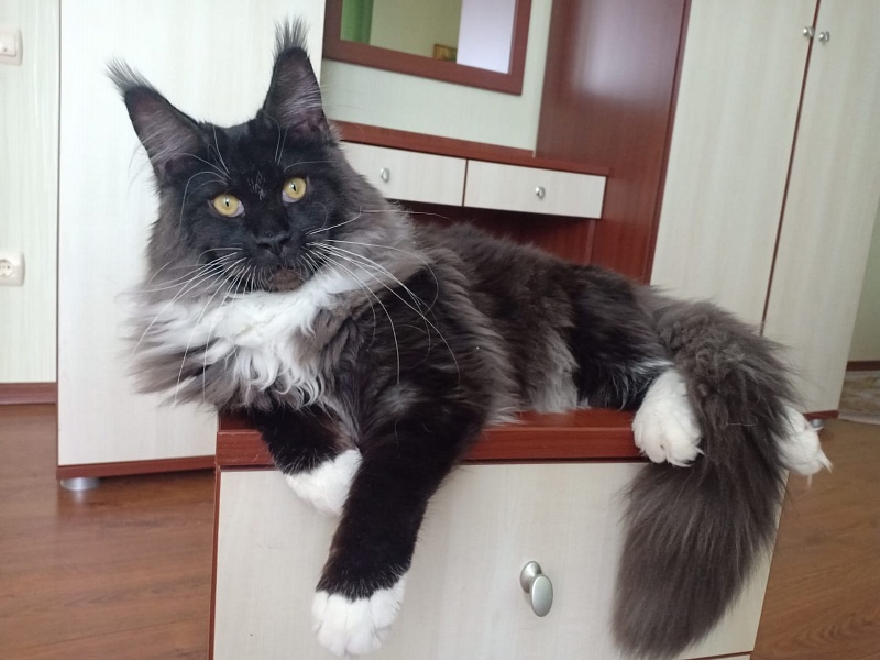 Ozon Akbars - Kitten maine-coon 6 months 2.5 weeks