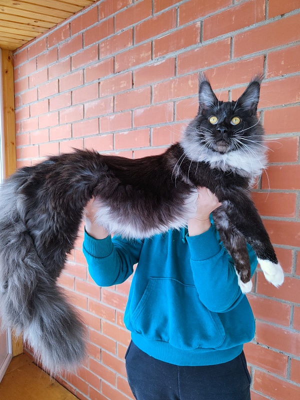 Ozon Akbars - Kitten maine-coon 6 months 2.5 weeks