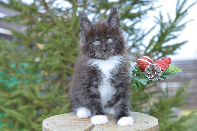 Ozon Akbars - Kitten maine-coon 1 month 4 weeks