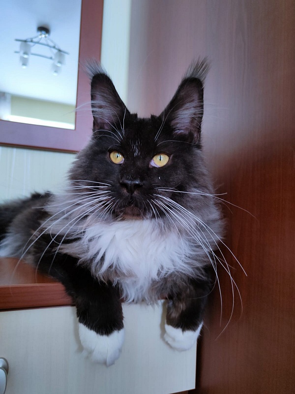 Ozon Akbars - Kitten maine-coon 6 months 2.5 weeks