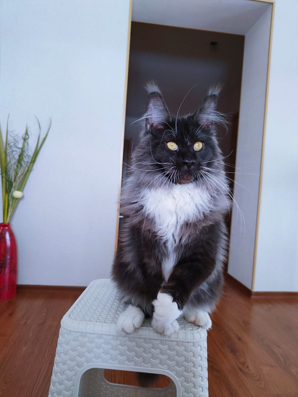 Ozon Akbars - Kitten maine-coon 6 months 2.5 weeks