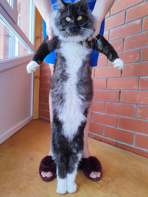 Ozon Akbars - Kitten maine-coon 6 months 2.5 weeks