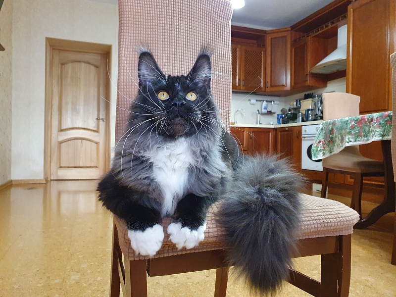 Ozon Akbars - Kitten maine-coon 6 months 2.5 weeks