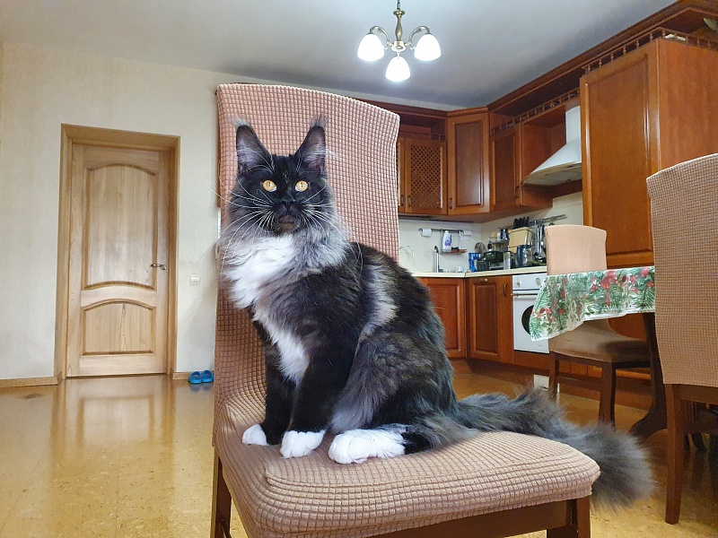 Ozon Akbars - Kitten maine-coon 6 months 2.5 weeks