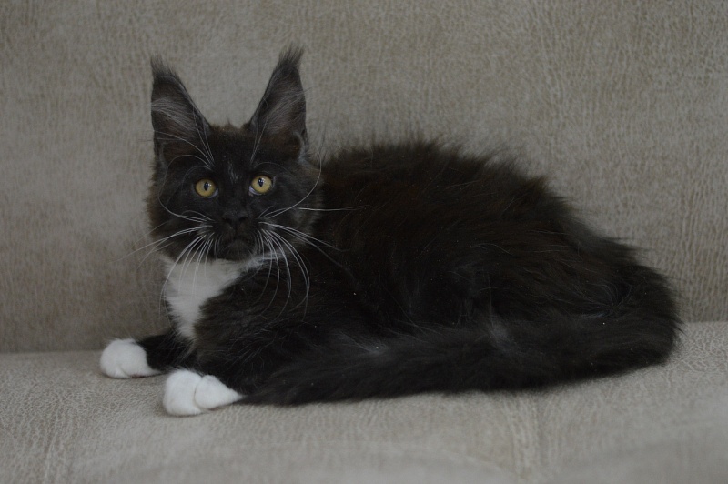 Ozon Akbars - Kitten maine-coon 2 months 3 weeks