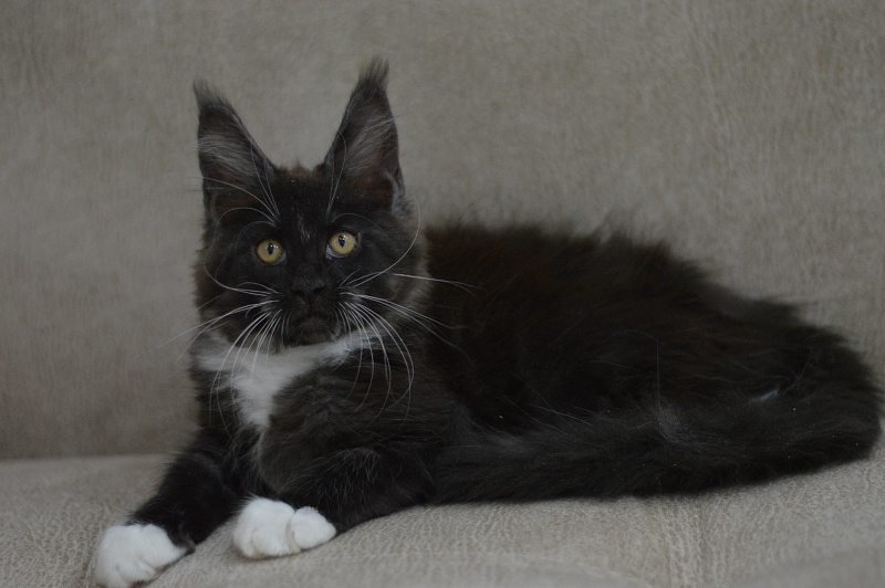 Ozon Akbars - Kitten maine-coon 2 months 3 weeks