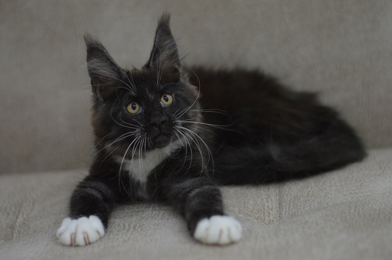 Ozon Akbars - Kitten maine-coon 2 months 3 weeks