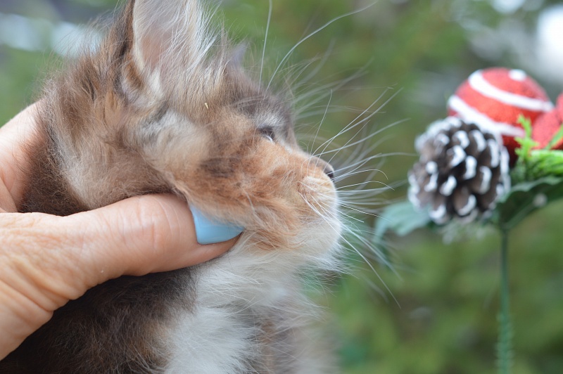 Octavia Akbars - Kitten maine-coon 1 month 4 weeks