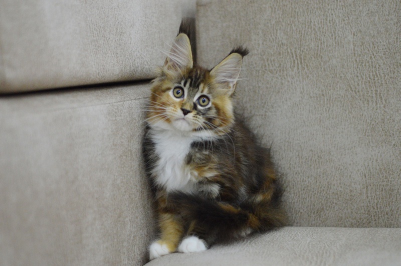 Octavia Akbars - Kitten maine-coon 2 months 3 weeks