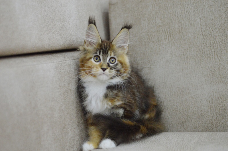 Octavia Akbars - Kitten maine-coon 2 months 3 weeks