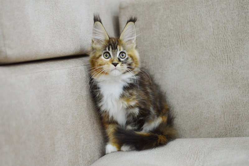 Octavia Akbars - Kitten maine-coon 2 months 3 weeks