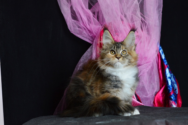 Octavia Akbars - Kitten maine-coon 3 months 2 weeks