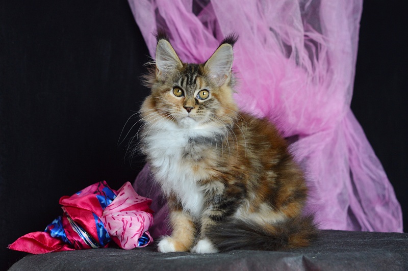 Octavia Akbars - Kitten maine-coon 3 months 2 weeks