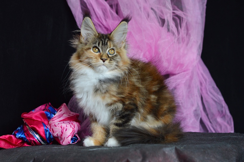 Octavia Akbars - Kitten maine-coon 3 months 2 weeks