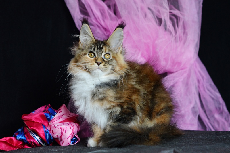 Octavia Akbars - Kitten maine-coon 3 months 2 weeks