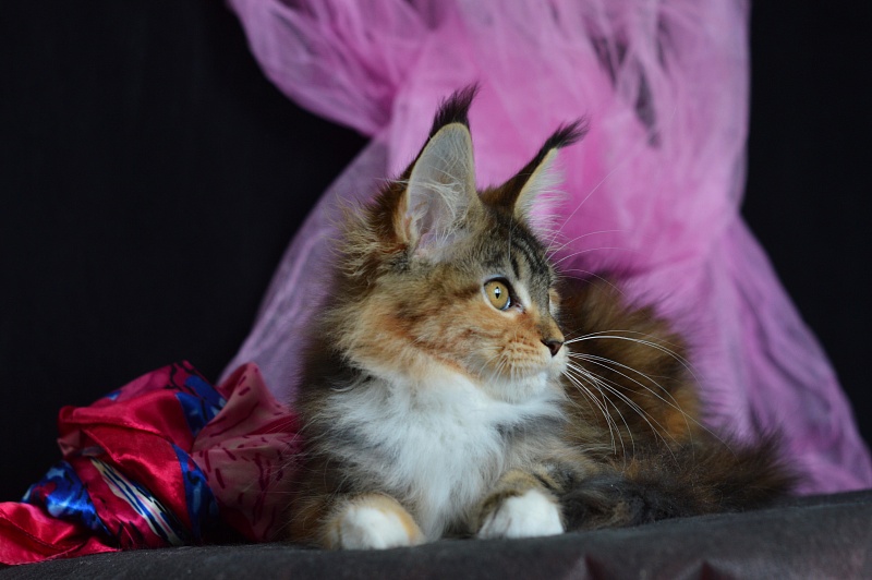 Octavia Akbars - Kitten maine-coon 3 months 2 weeks