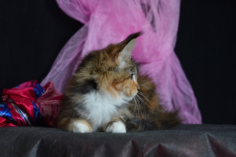 Octavia Akbars - Kitten maine-coon 3 months 2 weeks