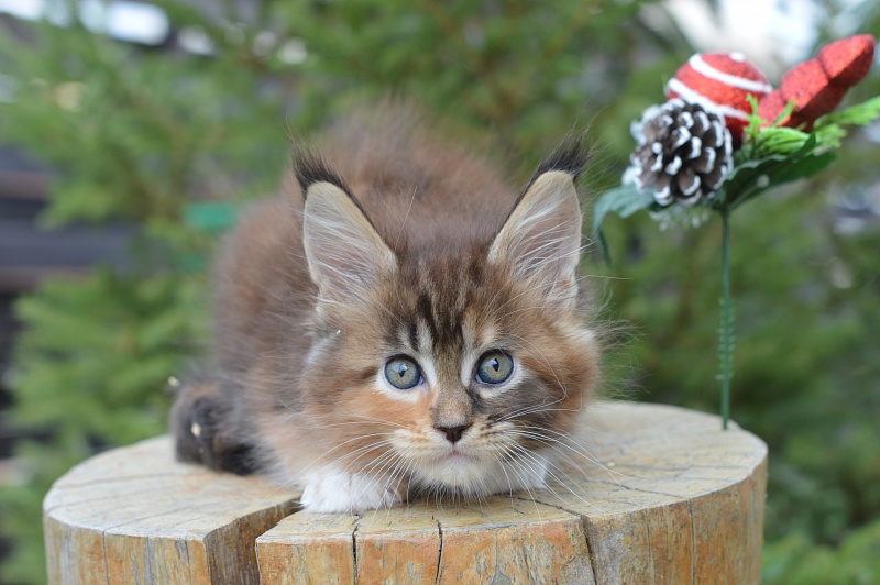 Octavia Akbars - Kitten maine-coon 1 month 4 weeks