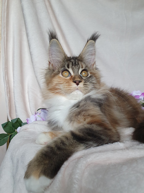Octavia Akbars - Kitten maine-coon 3 months 3 weeks