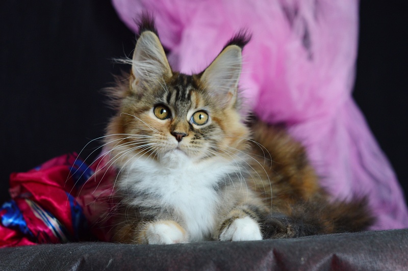 Octavia Akbars - Kitten maine-coon 3 months 2 weeks