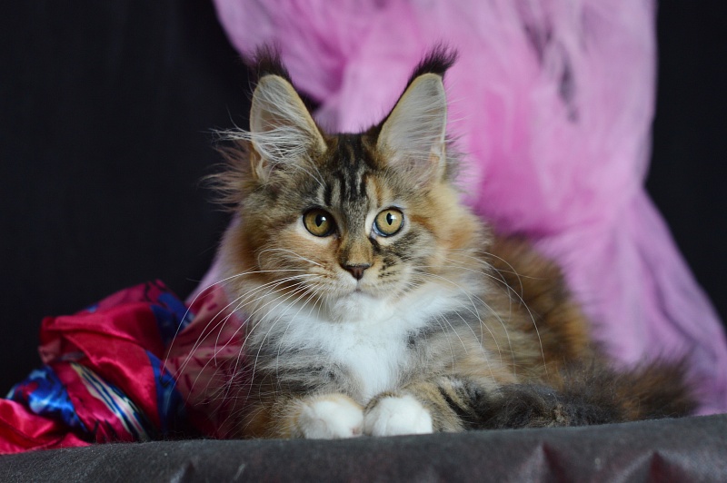 Octavia Akbars - Kitten maine-coon 3 months 2 weeks