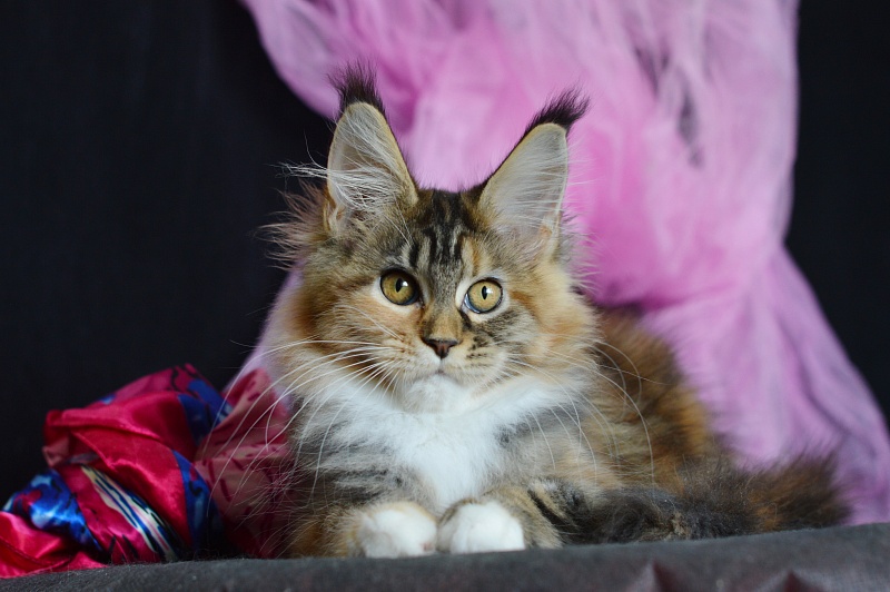 Octavia Akbars - Kitten maine-coon 3 months 2 weeks
