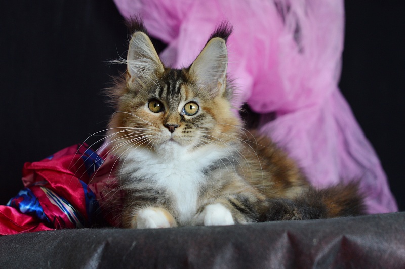 Octavia Akbars - Kitten maine-coon 3 months 2 weeks