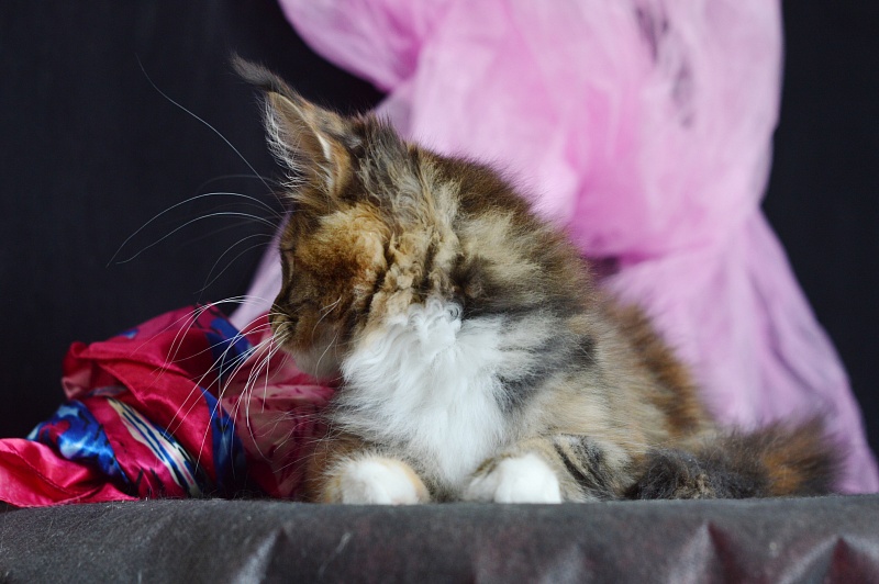 Octavia Akbars - Kitten maine-coon 3 months 2 weeks